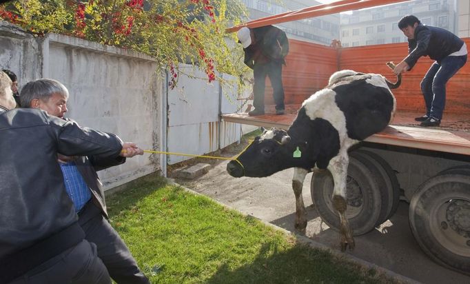 Men pull a cow from a truck for slaughtering after Kurban-Ait, also known as Eid al-Adha in Arabic, prayer in front of Central Mosque in Almaty October 26, 2012. Muslims around the world celebrate Eid al-Adha, marking the end of the haj, by slaughtering sheep, goats, cows and camels to commemorate Prophet Abraham's willingness to sacrifice his son Ismail on God's command. REUTERS/Shamil Zhumatov (KAZAKHSTAN - Tags: RELIGION ANIMALS SOCIETY) Published: Říj. 26, 2012, 7:15 dop.