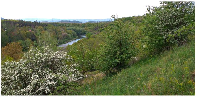 Meandr řeky Ohře v severních Čechách, kde se vyskytuje dosud přehlížená populace užovky stromové s nečekaně vysokou genetickou proměnlivostí.