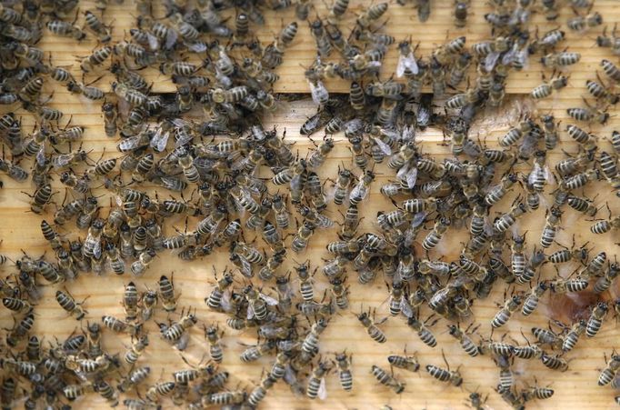 Bees are pictured on a bee hive in Vienna July 11, 2012. A growing number of urban beekeepers' associations, such as Vienna's Stadtimker, are trying to encourage bees to make their homes in cities, as pesticides and crop monocultures make the countryside increasingly hostile. Bee populations are in sharp decline around the world, under attack from a poorly understood phenomonenon known as colony collapse disorder, whose main causes are believed to include a virus spread by mites that feed on haemolymph - bees' "blood". Picture taken July 11, 2012. REUTERS/Lisi Niesner (AUSTRIA - Tags: ENVIRONMENT ANIMALS SOCIETY) Published: Čec. 25, 2012, 2:02 odp.