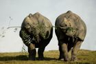 Plevel vhání asijské nosorožce pytlákům do náruče