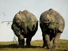 Nosorožec indický, další kriticky ohrožený druh. Zbývá posledních 2400 jedinců.
