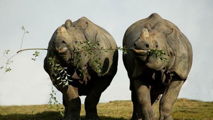 Nosorožce indické ohrožují nejen pytláci, ale i plevel