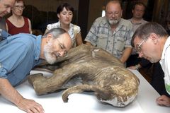 Ljuba: Sibiřské mládě mamuta nadchlo vědce