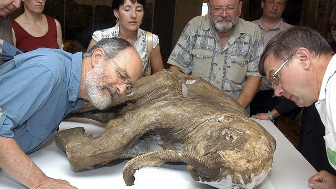 Vědci se ve východoruském Salechardu radí nad "Ljubou" - půlročním zmrzlým mamutem nalezeným v perfektním stavu na Sibiři
