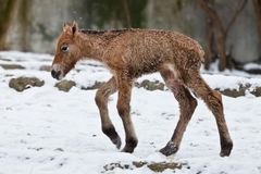 V pražské zoo zahynulo týdenní mládě koně Převalského