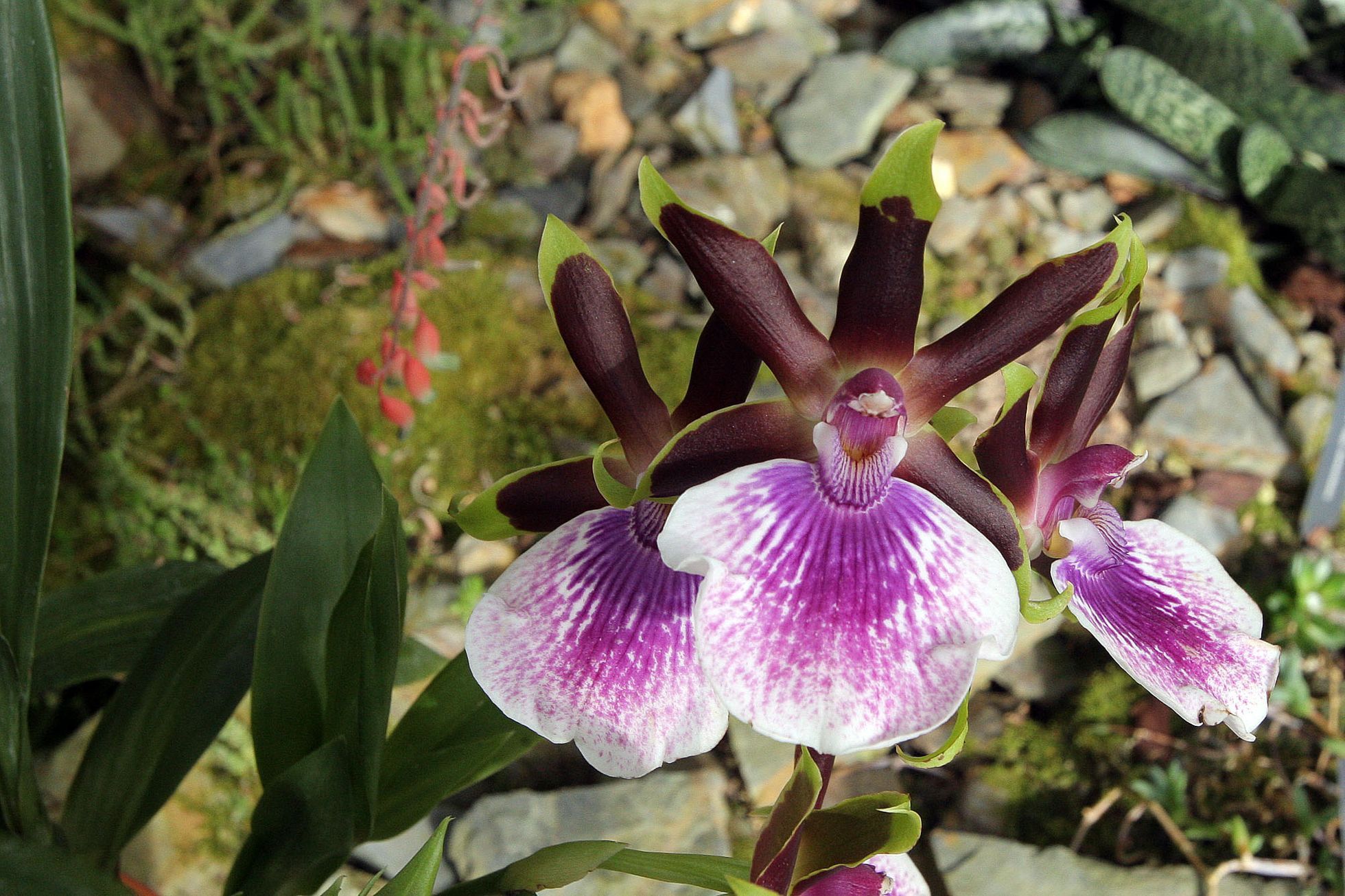 Orchideje v botanické zahradě