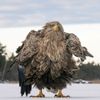 Finalisté soutěže Nikon Comedy Wildlife Awards 2024
