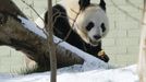 Tian Tian, a female giant panda, eats an apple as she sits in the snow in her enclosure at Edinburgh Zoo in Edinburgh, Scotland March 11, 2013. Staff at the zoo hope Tian Tian and male giant panda Yang Guang will mate during a very limited breeding season. REUTERS/David Moir (BRITAIN - Tags: ANIMALS SOCIETY POLITICS) Published: Bře. 11, 2013, 5:14 odp.