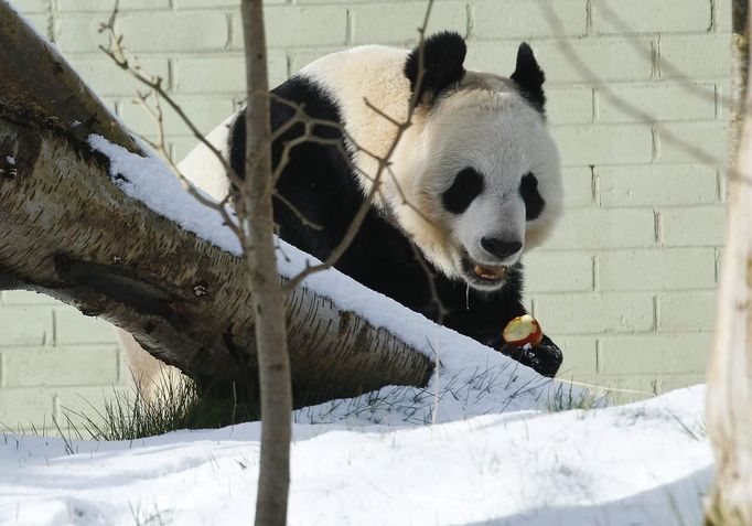 Tian Tian, a female giant panda, eats an apple as she sits in the snow in her enclosure at Edinburgh Zoo in Edinburgh, Scotland March 11, 2013. Staff at the zoo hope Tian Tian and male giant panda Yang Guang will mate during a very limited breeding season. REUTERS/David Moir (BRITAIN - Tags: ANIMALS SOCIETY POLITICS) Published: Bře. 11, 2013, 5:14 odp.