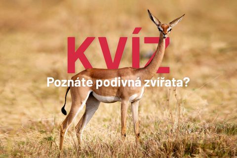 Vypadají směšně, podivně a některá z nich jsou líná. Poznáte zvířata na obrázku?