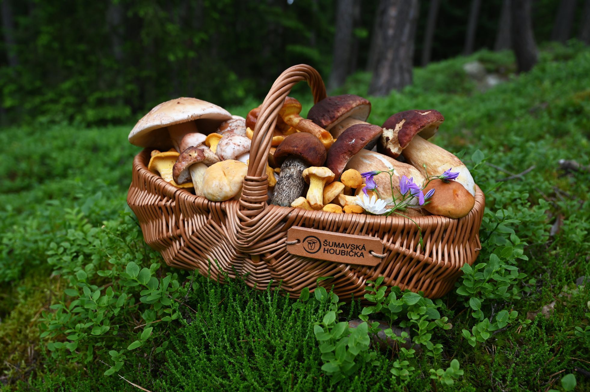 šumavská houbička, houbaření, houby