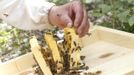 Sergej, a member of the beekeeper organization Stadtimker, works with bees at Lobau recreation area in Vienna July 11, 2012. A growing number of urban beekeepers' associations are trying to encourage bees to make their homes in cities, as pesticides and crop monocultures make the countryside increasingly hostile. Bee populations are in sharp decline around the world, under attack from a poorly understood phenomonenon known as colony collapse disorder, whose main causes are believed to include a virus spread by mites that feed on haemolymph - bees' "blood". Picture taken July 11, 2012. REUTERS/Lisi Niesner (AUSTRIA - Tags: ENVIRONMENT ANIMALS SOCIETY) Published: Čec. 25, 2012, 1:44 odp.