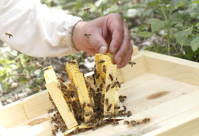 Sergej, a member of the beekeeper organization Stadtimker, works with bees at Lobau recreation area in Vienna July 11, 2012. A growing number of urban beekeepers' associations are trying to encourage bees to make their homes in cities, as pesticides and crop monocultures make the countryside increasingly hostile. Bee populations are in sharp decline around the world, under attack from a poorly understood phenomonenon known as colony collapse disorder, whose main causes are believed to include a virus spread by mites that feed on haemolymph - bees' "blood". Picture taken July 11, 2012. REUTERS/Lisi Niesner (AUSTRIA - Tags: ENVIRONMENT ANIMALS SOCIETY) Published: Čec. 25, 2012, 1:44 odp.