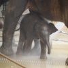 Slůně v ostravské ZOO