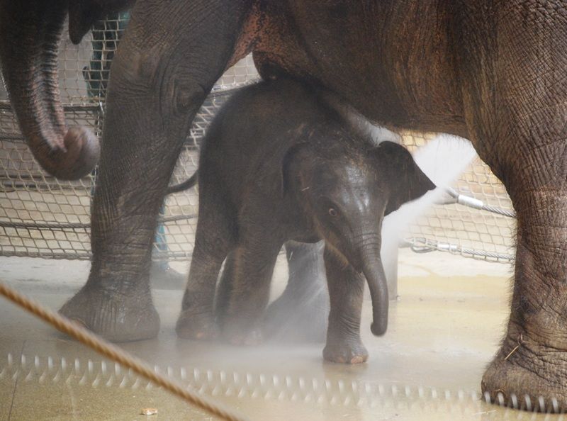 Slůně v ostravské ZOO