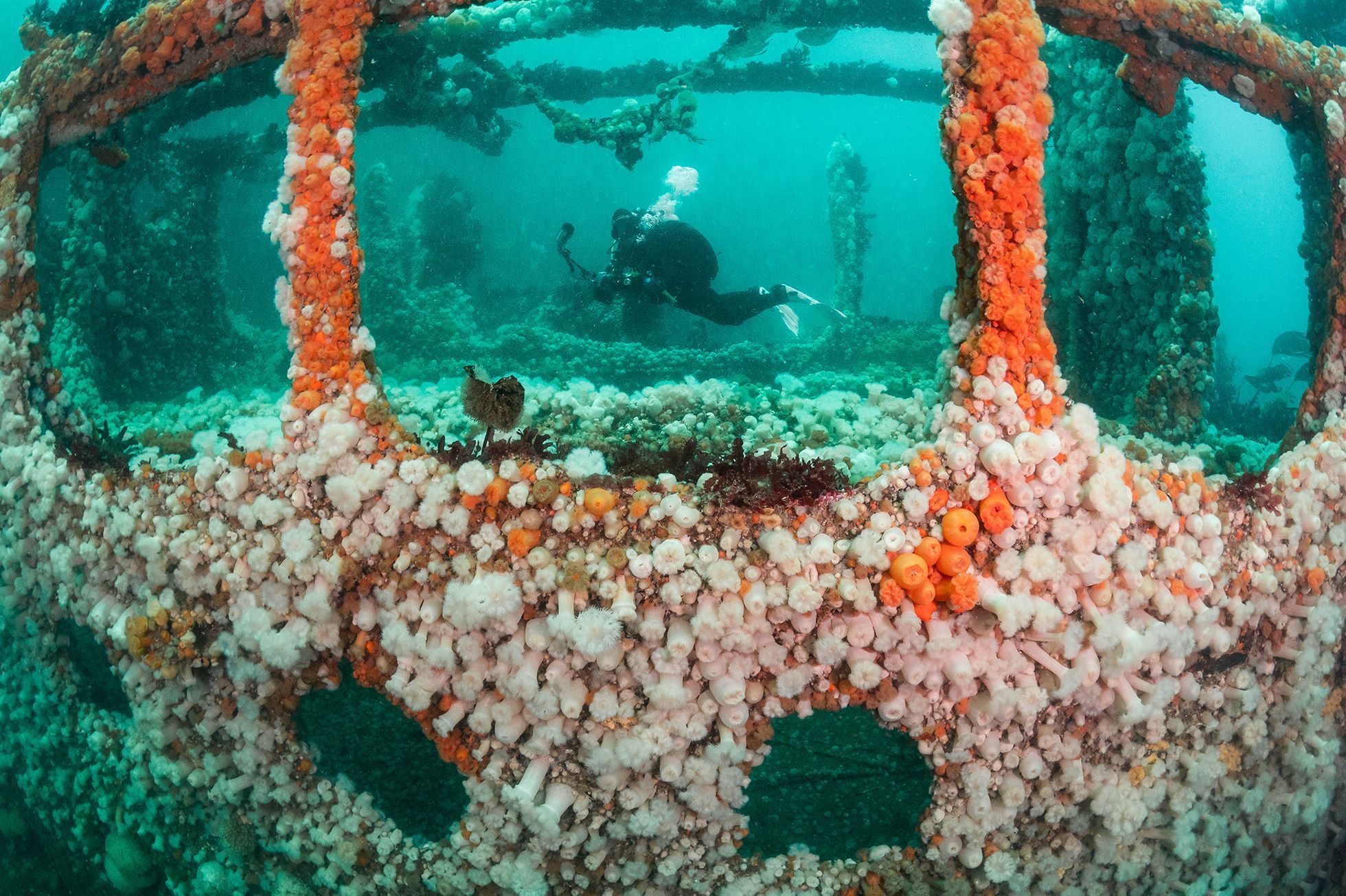 Vítězové soutěže Underwater Photographer of the Year 2021