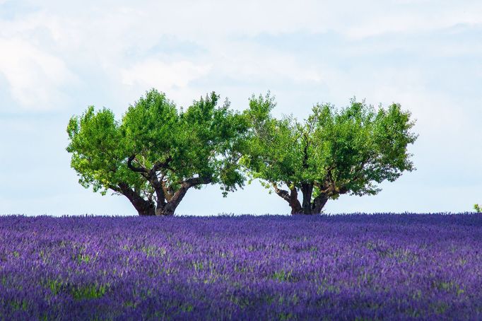 Levandulová pole v Provence