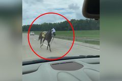"Pozor, kůň na dálnici." Zběhlá klisna zaskočila řidiče, v šoku uběhla kilometry