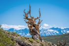 Mezi nejstarší žijící organismy na Zemi se řadí také stromy borovice osinaté, které rostou v chráněné krajinné oblasti pohoří White Mountains na východě Kalifornie.