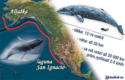 Migrační trasa velryb šedých