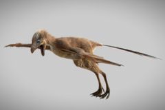 Vědci objevili v Číně nový druh dinosaura. Měl podivná křídla a vypadal jako netopýr