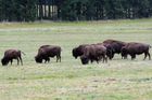 Třicet bizonů uteklo z farmy na Tachovsku