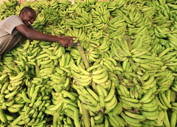 A vendor displays bananas at his stall in Somalia capital Mogadishu as Muslims prepare for the fasting month of Ramadan, the holiest month in the Islamic calendar, July 8 2013. REUTERS/Feisal Omar (SOMALIA - Tags: FOOD SOCIETY RELIGION) Published: Čec. 8, 2013, 12:05 odp.