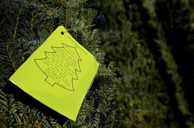 A tag is placed on a tree by second grade students asking the recipient of the tree to send a post card so that the students can map where the tree ends up, at Peak Farms in Jefferson, North Carolina, November 17, 2012. Crews at the farm will harvest nearly 65,000 Christmas trees this season. North Carolina has 1,500 Christmas tree growers with nearly 50 million Fraser Fir Christmas trees on over 35,000 acres. Picture taken November 17, 2012. REUTERS/Chris Keane (UNITED STATES - Tags: BUSINESS EMPLOYMENT ENVIRONMENT AGRICULTURE SOCIETY) Published: Lis. 19, 2012, 4:18 odp.