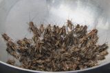 Na otázku, zda si mohu dát hmyz v české restauraci, odborník na entomofagii, tedy na využívání hmyzu jako potraviny, odpovídá: "Může být třeba týdenní hmyzí menu, hmyzí večer, hmyzí akce. Hmyzí pokrm však nemůže být jako celoroční součást jídelníčku."
