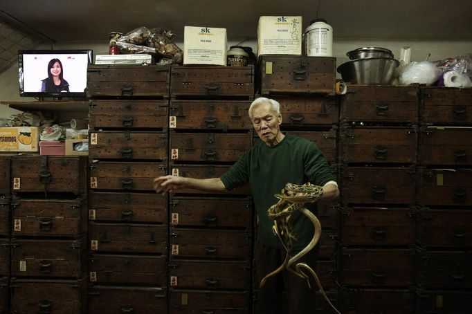 Snake shop owner Mak Tai-kong, 84, holds snakes which were caught in mainland China, in front of wooden cabinets containing snakes, at his snake soup store in Hong Kong January 29, 2013. Mak is one of scores in Hong Kong who have through generations tamed snakes to make soup out of them, a traditional cuisine believed to be good for the health. Yet the people behind providing fresh snakes for the savoury meal thought to speed up the body's blood flow and keep it strong in the cold winter months may be doomed, with young people increasingly reluctant to take on a job they see as hard and dirty. Picture taken January 29, 2013. REUTERS/Bobby Yip (CHINA - Tags: ANIMALS FOOD SOCIETY TPX IMAGES OF THE DAY) Published: Úno. 7, 2013, 2:02 odp.