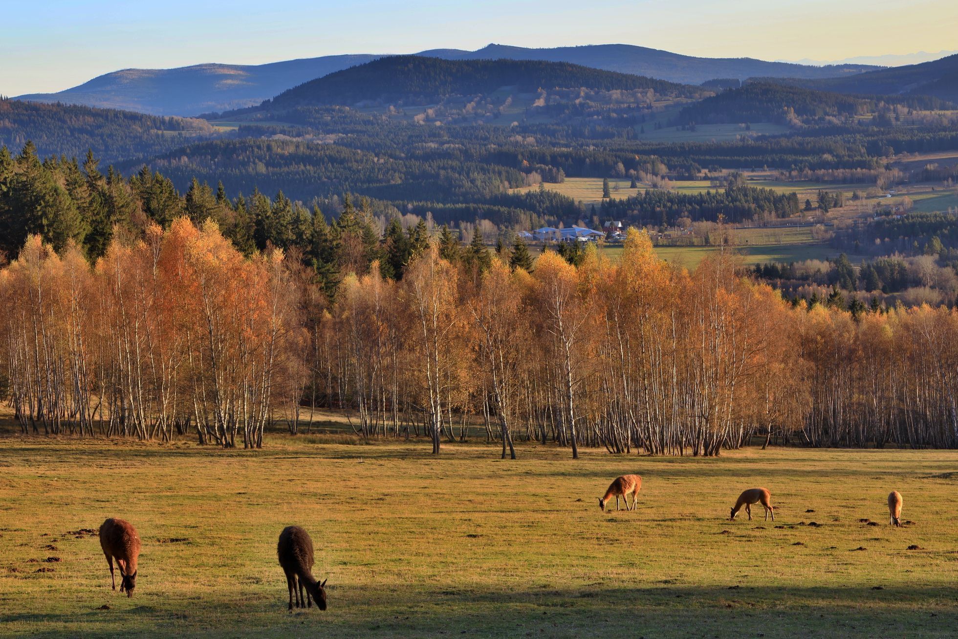 Šumava Strážný