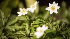jaro počasí příroda květiny botanická sasanky