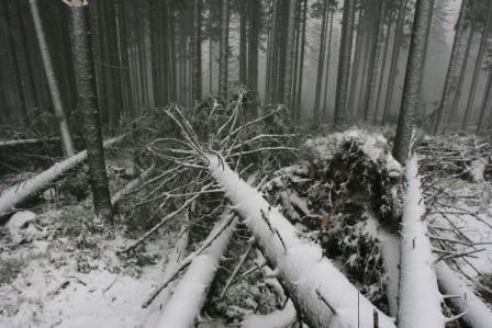 Následky vichřice v Krkonoších - 5