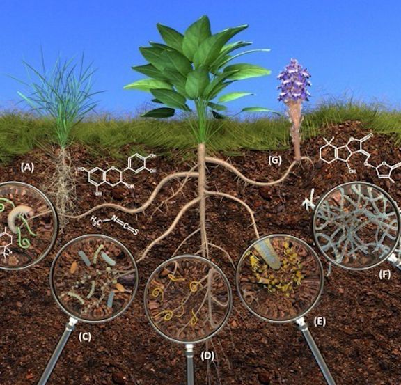 Rostliny mají v zemi komplexní síť kořenů a vláken, kterými získávají potřebné mikronutrienty.