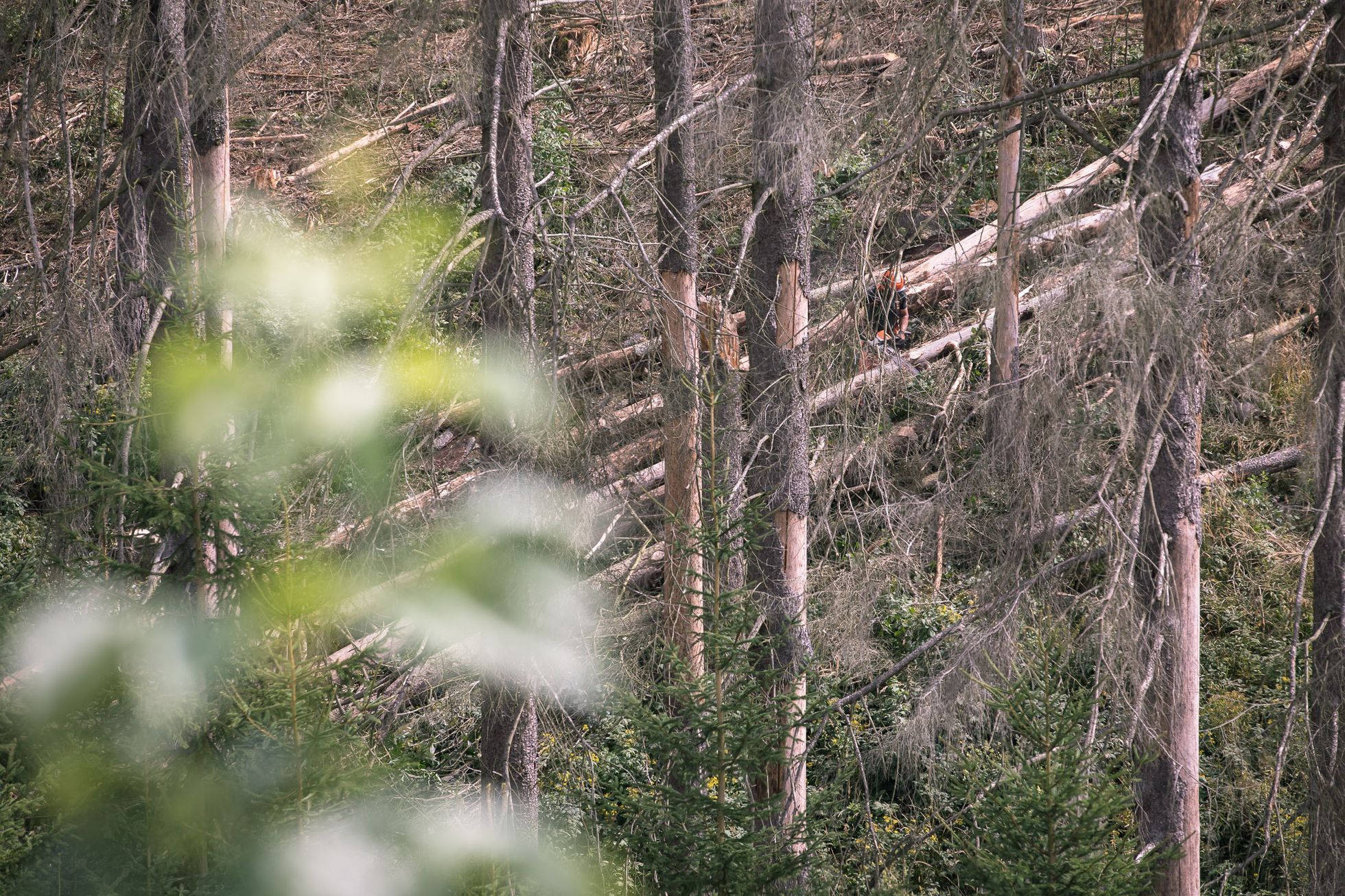 Těžba dřeva, les, kůrovec, krajina, dřevo, strom, pařez, polom, mýtina, Vysočina
