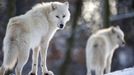 Arctic wolves stand in an enclosure at Wolfspark Werner Freund, in Merzig in the German province of Saarland January 24, 2013. German wolf researcher Werner Freund, 79, established the wolf sanctuary in 1972 and has raised more than 70 animals over the last 40 years. The wolves, acquired as cubs from zoos or animal parks, were mostly hand-reared. Spread over 25 acres, Wolfspark is currently home to 29 wolves forming six packs from European, Siberian, Canadian, Artic and Mongolian regions. Werner has to behave as the wolf alpha male of the pack to earn the other wolves respect and to be accepted. Picture taken January 24, 2013. REUTERS/Lisi Niesner (GERMANY - Tags: ANIMALS SOCIETY) Published: Led. 26, 2013, 2:45 odp.