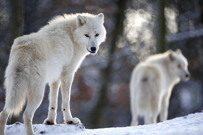 Arctic wolves stand in an enclosure at Wolfspark Werner Freund, in Merzig in the German province of Saarland January 24, 2013. German wolf researcher Werner Freund, 79, established the wolf sanctuary in 1972 and has raised more than 70 animals over the last 40 years. The wolves, acquired as cubs from zoos or animal parks, were mostly hand-reared. Spread over 25 acres, Wolfspark is currently home to 29 wolves forming six packs from European, Siberian, Canadian, Artic and Mongolian regions. Werner has to behave as the wolf alpha male of the pack to earn the other wolves respect and to be accepted. Picture taken January 24, 2013. REUTERS/Lisi Niesner (GERMANY - Tags: ANIMALS SOCIETY) Published: Led. 26, 2013, 2:45 odp.