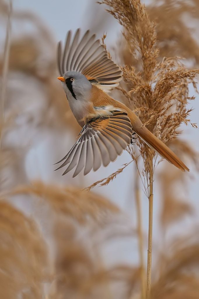 Czech Nature Photo 2019 - nominace