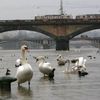Zatopená náplavka pod Palackého mostem v Praze