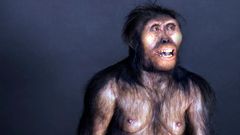Lucy, kostra, Australopithecus, Etiopie, Národní muzeum, zapůjčení, Domácí