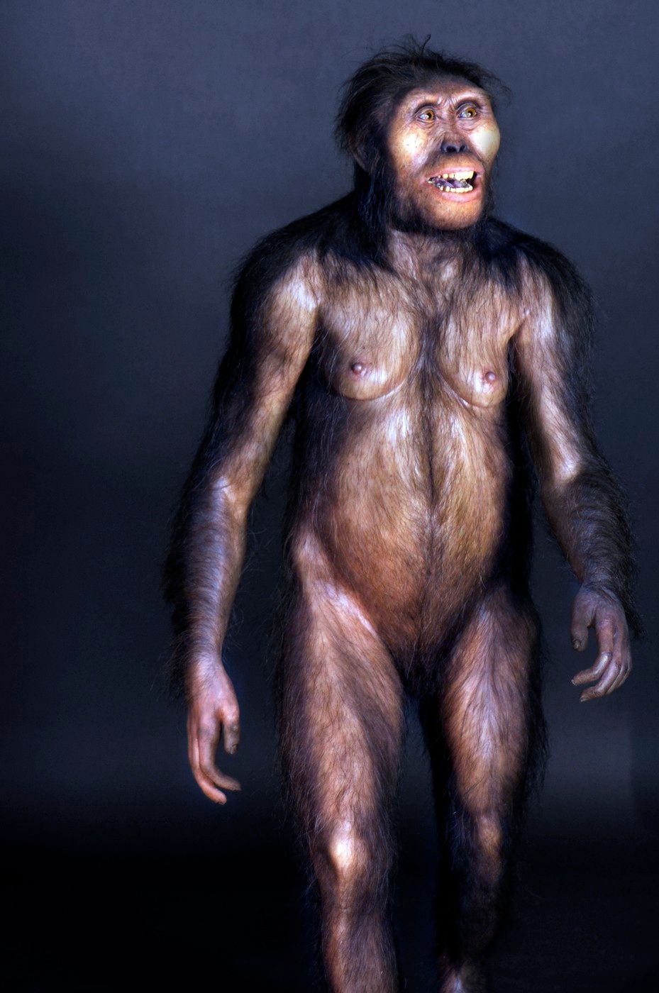 Lucy, kostra, Australopithecus, Etiopie, Národní muzeum, zapůjčení, Domácí