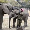Zimbabwe, slon, útulek, pytláci, záchrana, Wild is Life