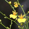 Orchideje v botanické zahradě