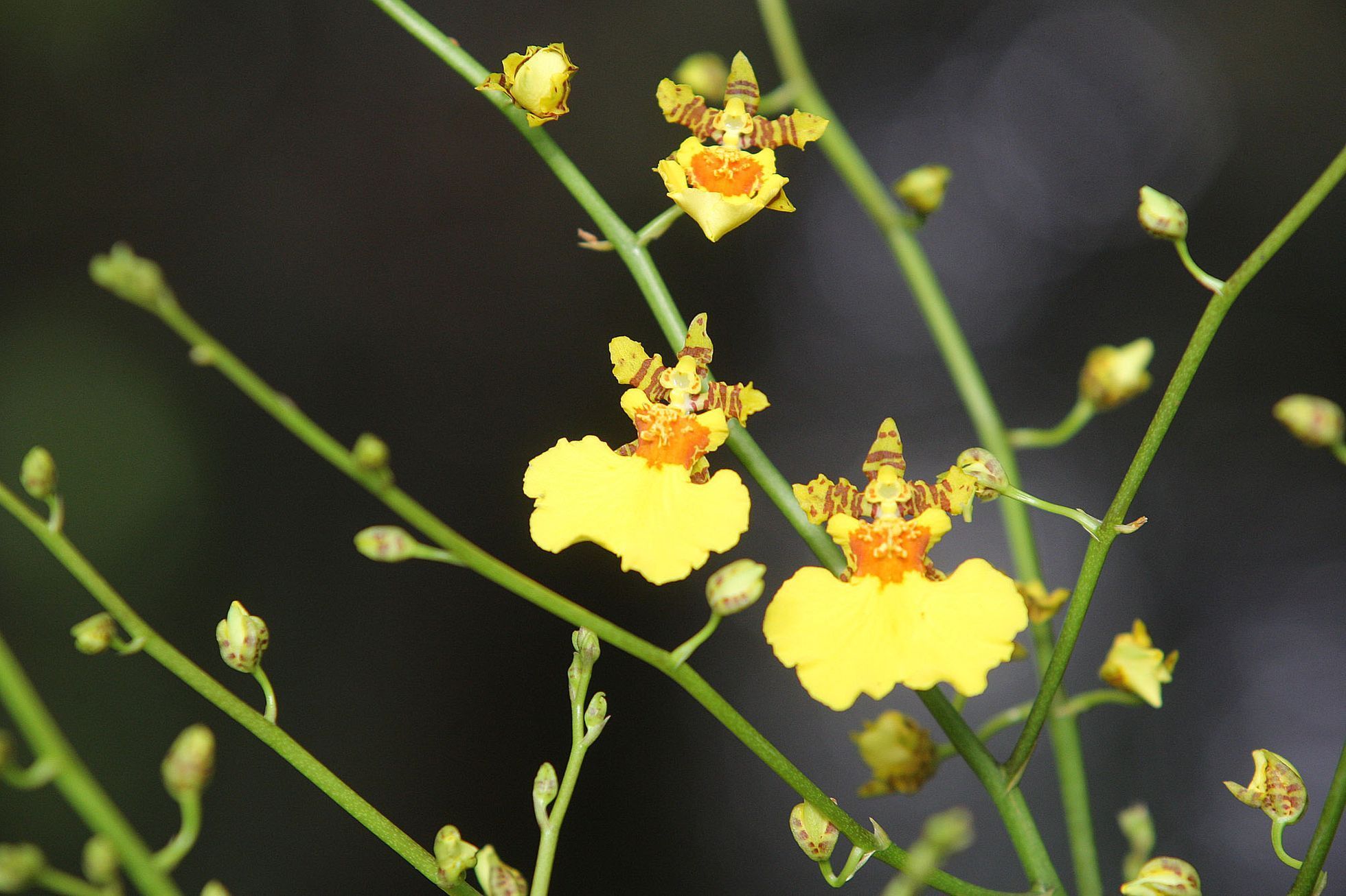 Orchideje v botanické zahradě