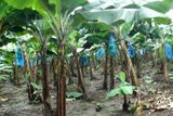 Dva až tři měsíce před sklizní dostanou trsy banánů igelitové pytle