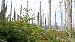 Bezzásahová území Národního parku Šumava se obnovují