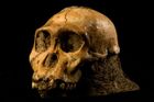 Australopithecus sediba - lebka mladého jedince