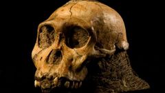 Australopithecus sediba - lebka mladého jedince