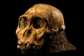 Jak vypadal "nejstarší" předek člověka, Australopithecus sediba?