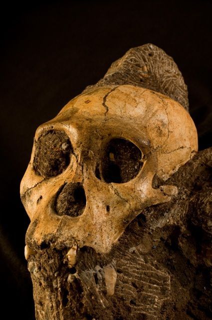 Australopithecus sediba - lebka